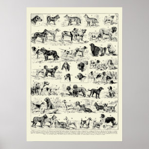 Vintage Dog Breeds Illustrations by Adolphe Millot Poster