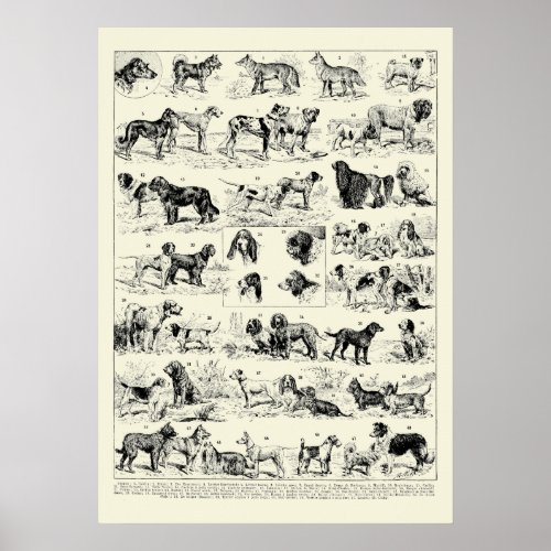 Vintage Dog Breeds Illustrations by Adolphe Millot Poster