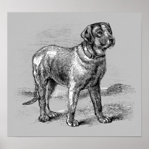 Vintage Dog Illustration - Archival Print