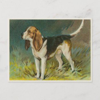 Vintage Dog Postcard With Cute Beagle by cardland at Zazzle