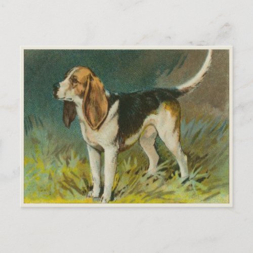 Vintage Dog Postcard With Cute Beagle