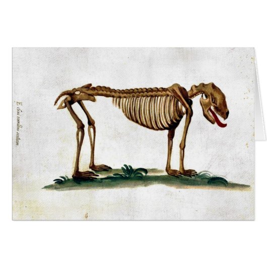 Vintage Dog Skeleton Cards (Front Horizontal)