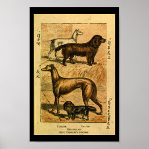Vintage Dog Terrier Spaniel Natural History Print