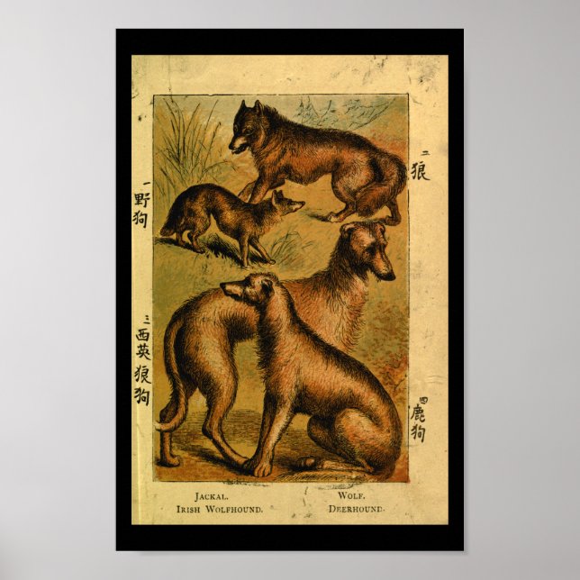 Vintage Dog Wolf Natural History Print (Front)
