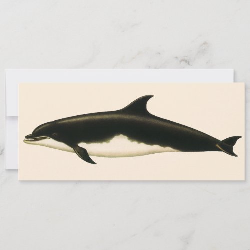 Vintage Dolphins Delphinus Tursio Marine Mammals