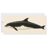 Vintage Dolphins Delphinus Tursio, Marine Mammals Cards