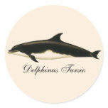 Vintage Dolphins Delphinus Tursio, Marine Mammals Classic Round Sticker