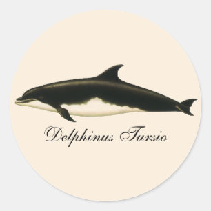 Vintage Dolphins Delphinus Tursio, Marine Mammals Classic Round Sticker