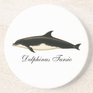 Vintage Dolphins Delphinus Tursio, Marine Mammals Drink Coaster