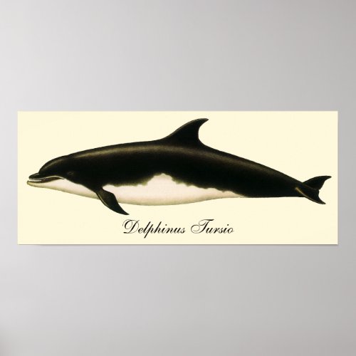 Vintage Dolphins Delphinus Tursio Marine Mammals Poster