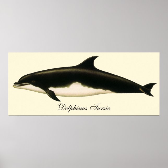Vintage Dolphins Delphinus Tursio, Marine Mammals Poster (Front)