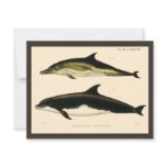 Vintage Dolphins, Marine Animals and Mammals