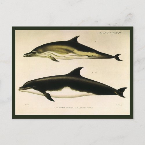 Vintage Dolphins Marine Animals and Mammals Postcard