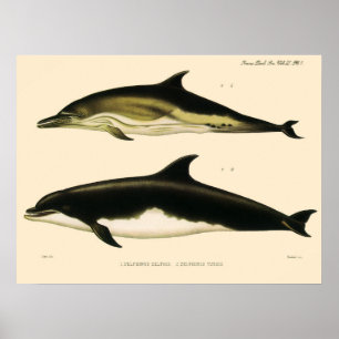 Vintage Dolphins, Marine Animals and Mammals Poster