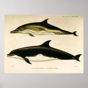Vintage Dolphins, Marine Animals and Mammals Poster