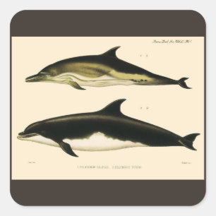 Vintage Dolphins, Marine Animals and Mammals Square Sticker