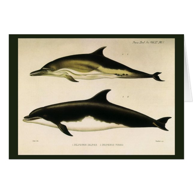 Vintage Dolphins, Marine Mammals Animals  (Front Horizontal)