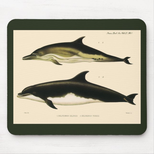 Vintage Dolphins, Marine Mammals Animals  Mouse Pad (Front)