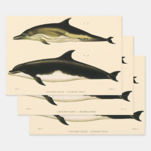 Vintage Dolphins, Marine Mammals Animals Wrapping Paper Sheets