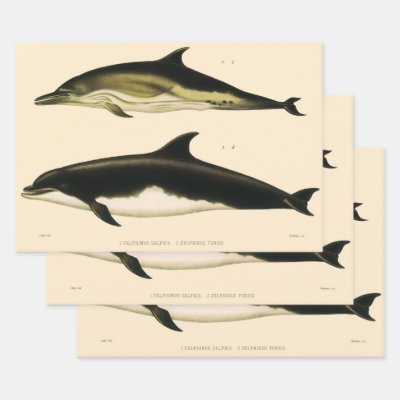 Vintage Dolphins, Marine Mammals Animals  Wrapping Paper Sheets