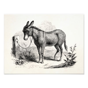 Vintage Domestic Donkey Personalized Retro Donkeys Photo Print