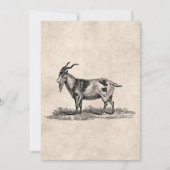 Vintage Domestic Goat Illustration - 1800's Goats (Front)