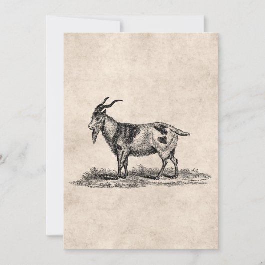 Vintage Domestic Goat Illustration - 1800's Goats (Front)
