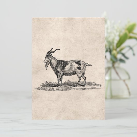 Vintage Domestic Goat Illustration - 1800's Goats (Standing Front)