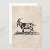 Vintage Domestic Goat Illustration - 1800's Goats (Front/Back)