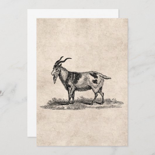 Vintage Domestic Goat Illustration - 1800's Goats (Front/Back)