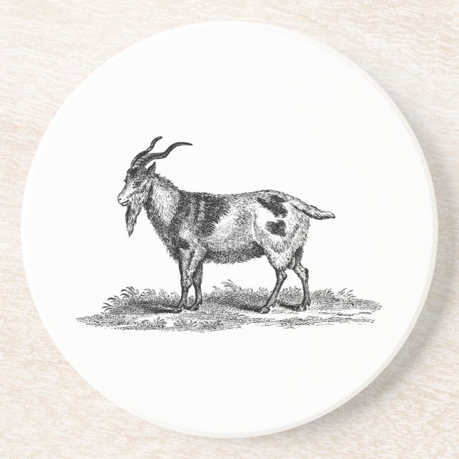 Vintage Domestic Goat Illustration - 1800's Goats Drink Coaster (Front)