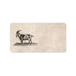 Vintage Domestic Goat Illustration - 1800's Goats Label