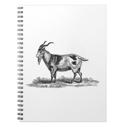 Vintage Domestic Goat Illustration _1800s Goats Notebook