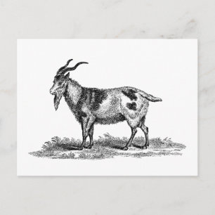 Vintage Domestic Goat Illustration - 1800's Goats Postcard