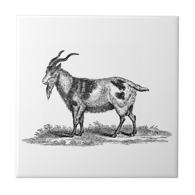 Vintage Domestic Goat Illustration - 1800's Goats Tile (Front)