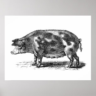 Vintage Domestic Hog Illustration - 1800's Pig Poster