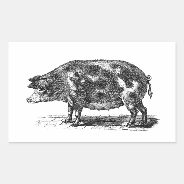Vintage Domestic Hog Illustration - 1800's Pig Rectangular Sticker (Front)