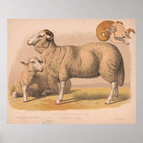 Vintage Domestic Sheep Illustration 1874 Poster