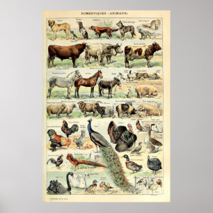 Vintage Domesticated Animals by Adolphe Millot Poster