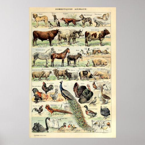 Vintage Domesticated Animals by Adolphe Millot Poster