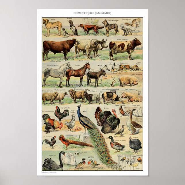 Vintage Domesticated Animals Illustration Poster (Front)