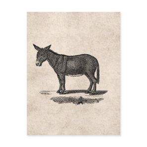 Vintage Donkey Illustration - 1800's Donkeys Postcard