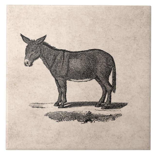 Vintage Donkey Illustration - 1800's Donkeys Tile (Front)