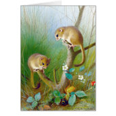 Vintage Dormice (Front)