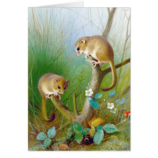 Vintage Dormice Cards (Front)