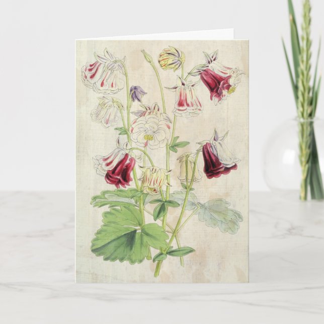 Vintage Double Carnation-Striped Columbine Card (Front)