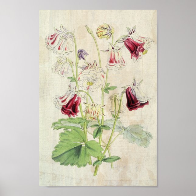 Vintage Double Carnation-Striped Columbine Poster (Front)