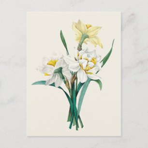 Vintage Double Narcissus Botanical Illustration Postcard