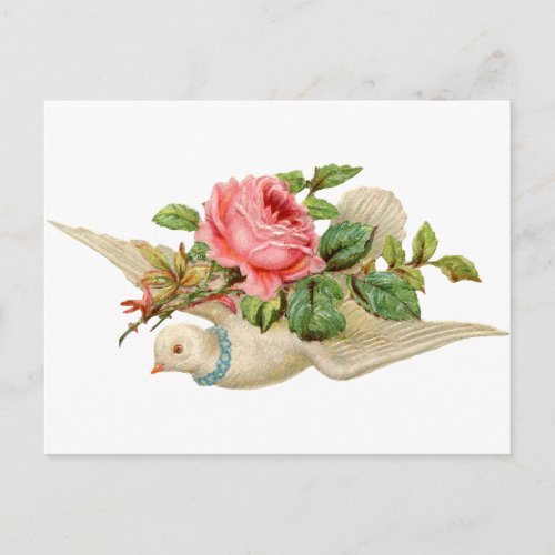 Vintage Dove and Rose Postcard