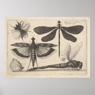Vintage Dragonfly Bee Insect Entomology Print (61)
